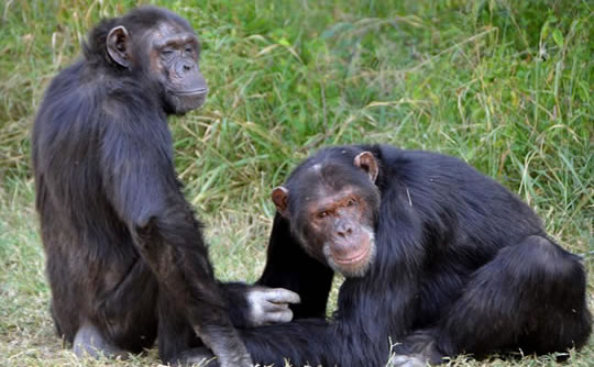 Chimpanzees at the Ol Pejeta Chimpanzee Sanctuary